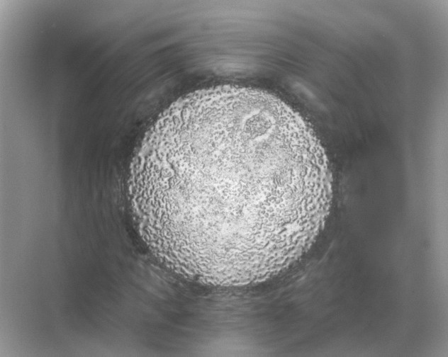 X0000068300917200605122000