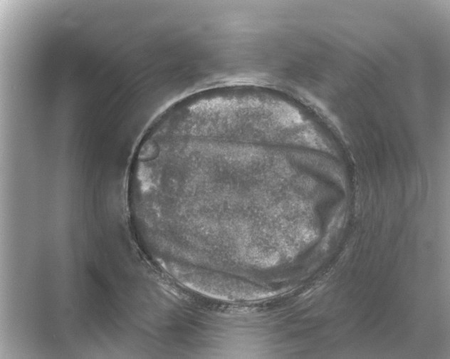 X0000068301174200605121956