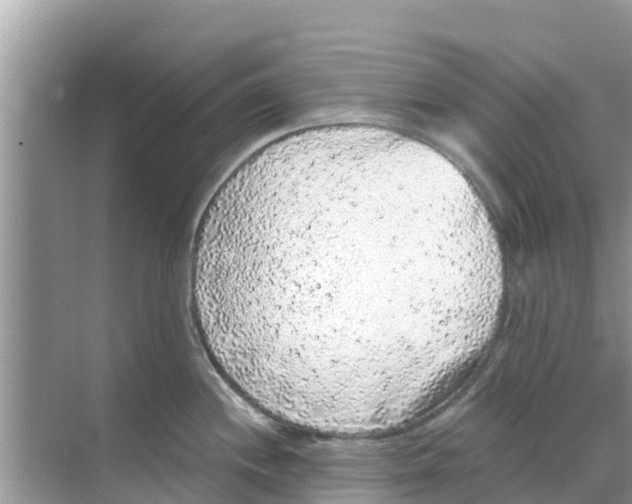 X0000068301244200605121956