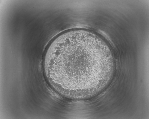 X0000068301260200605121955