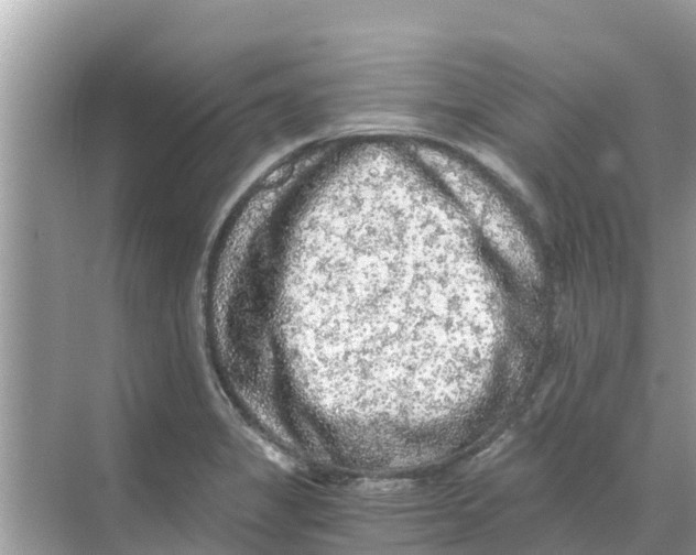 X0000068301325200605121954