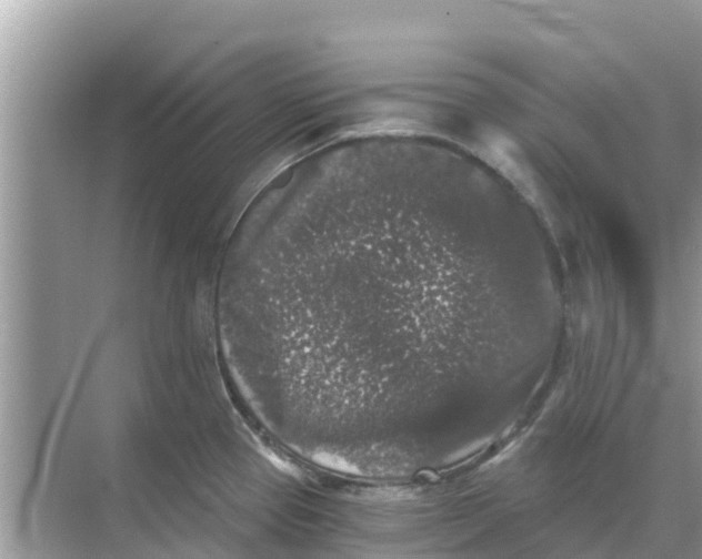 X0000068301337200605121954