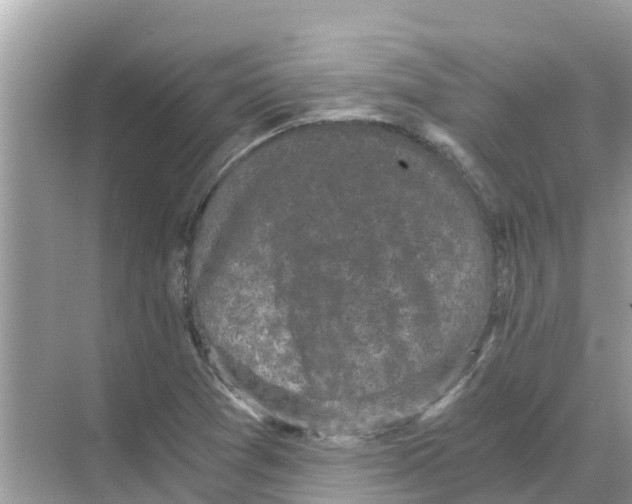 X0000068301361200605121953