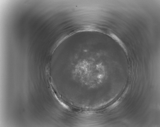 X0000068301385200605121952