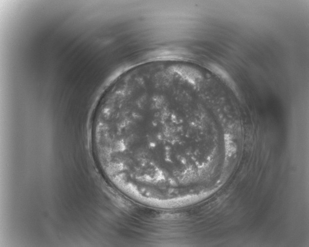 X0000068301419200605121952