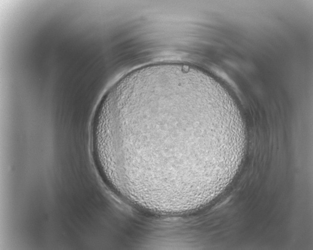 X0000068301467200605121951