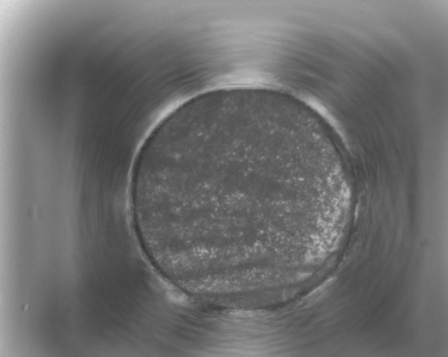 X0000068301469200605121951