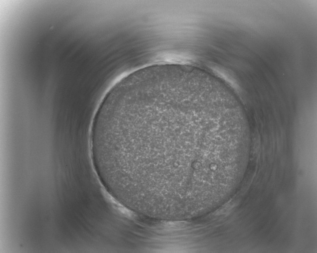 X0000068301471200605121951