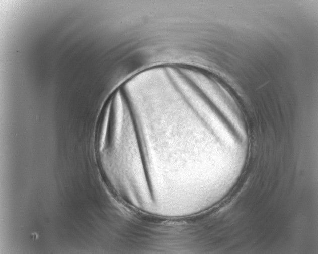 X0000068301513200605121950