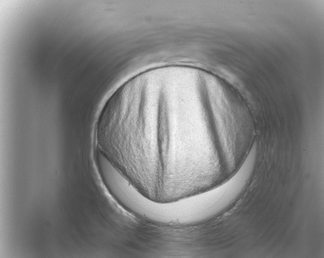 X0000068301520200605121950