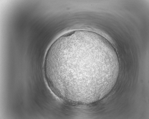 X0000068301536200605121951