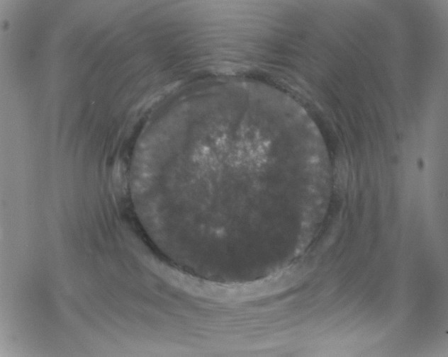 X0000068300043200605191954