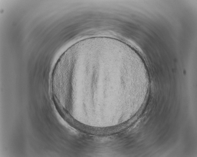 X0000068301528200605191930