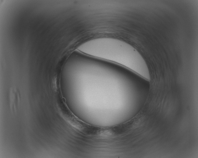 X0000068310262200604211044