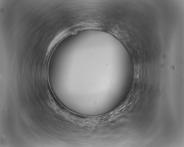 X0000068310004200604211216