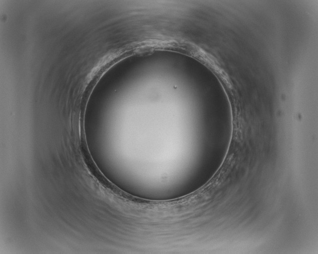 X0000068310011200604211216