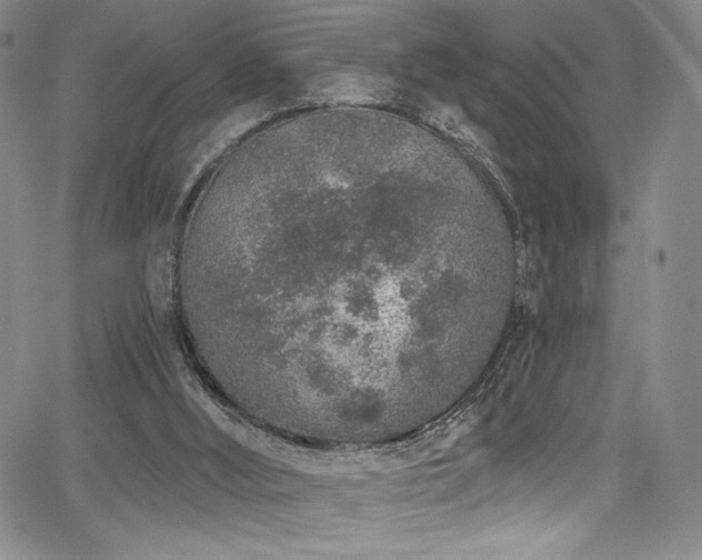 X0000068310012200604211216