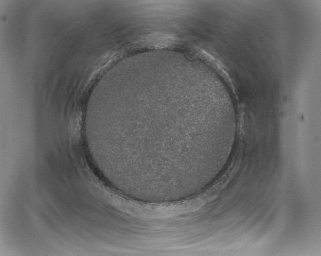 X0000068310018200604211216