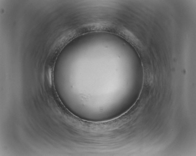 X0000068310022200604211215