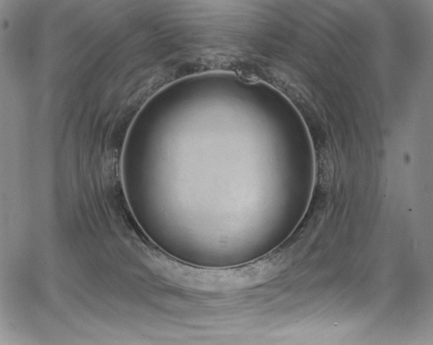 X0000068310034200604211215