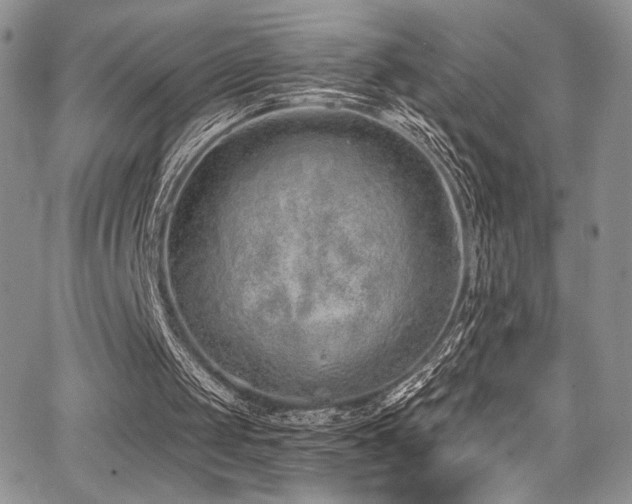 X0000068310049200604211214