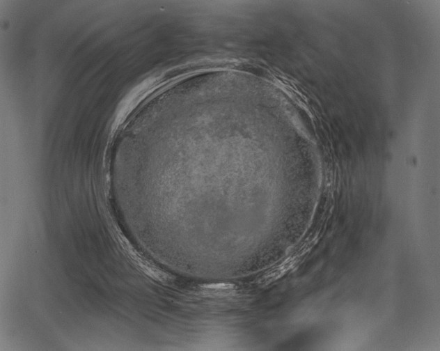 X0000068310053200604211214