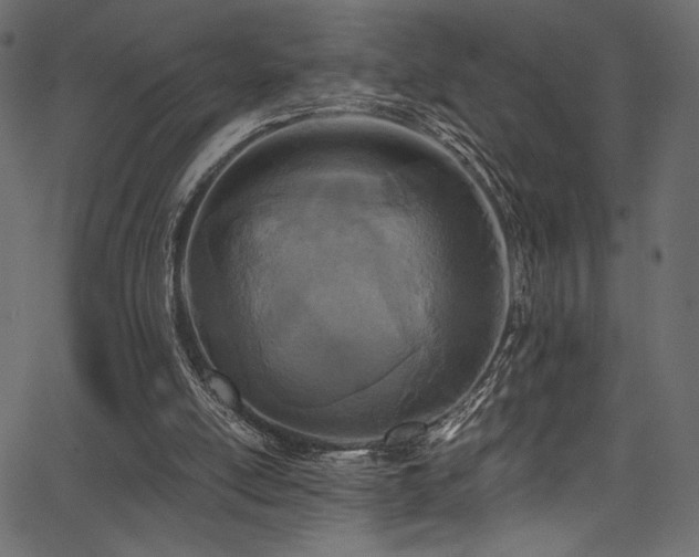 X0000068310054200604211214