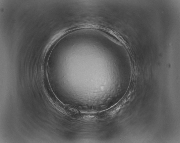 X0000068310055200604211214