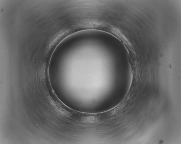 X0000068310058200604211214