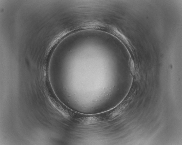 X0000068310059200604211214