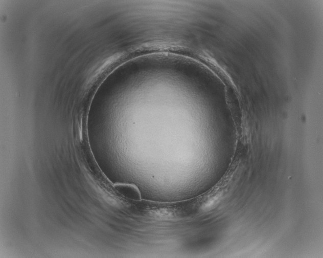 X0000068310062200604211214