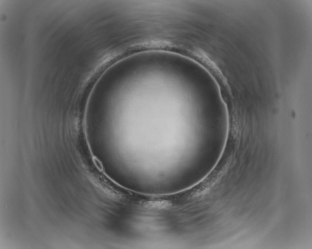 X0000068310063200604211214