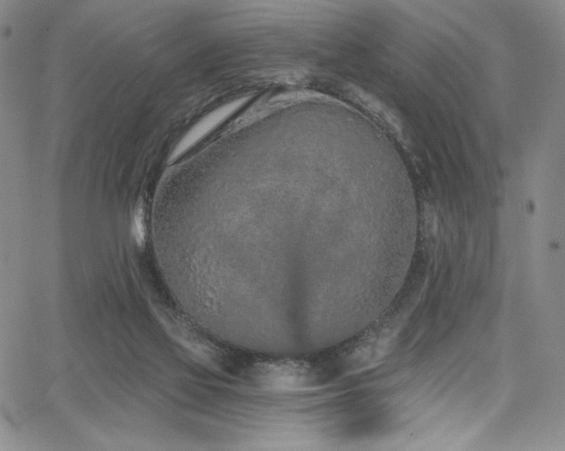 X0000068310069200604211215