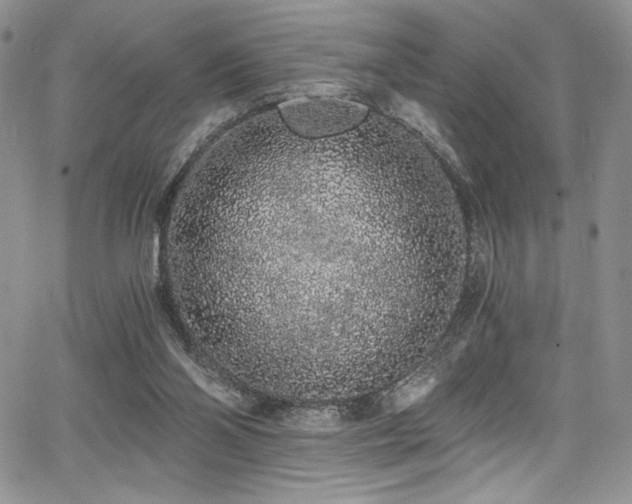 X0000068310110200604211214