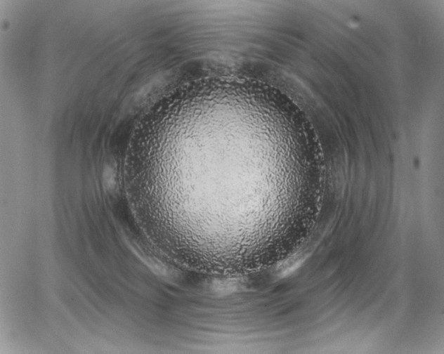 X0000068310134200604211214