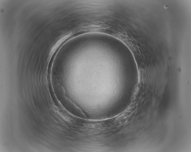 X0000068310147200604211213