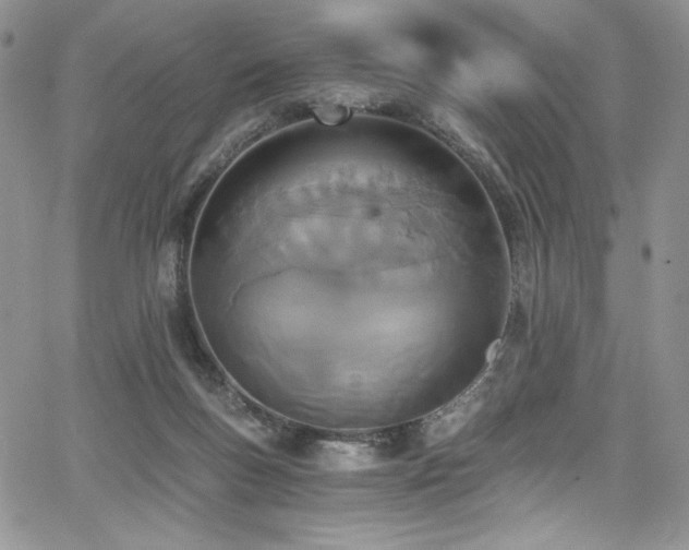 X0000068310167200604211213