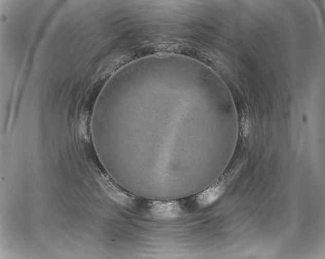 X0000068310185200604211213