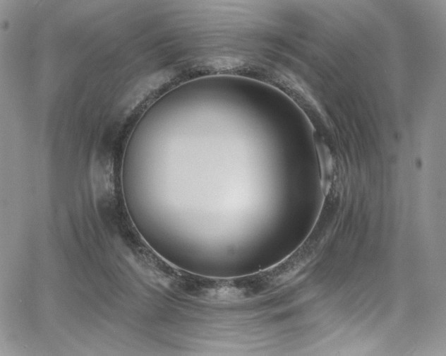 X0000068310212200604211212