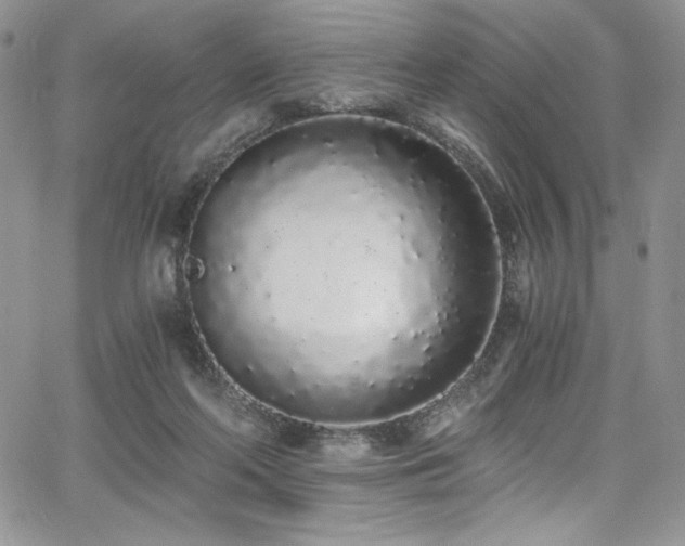 X0000068310214200604211212