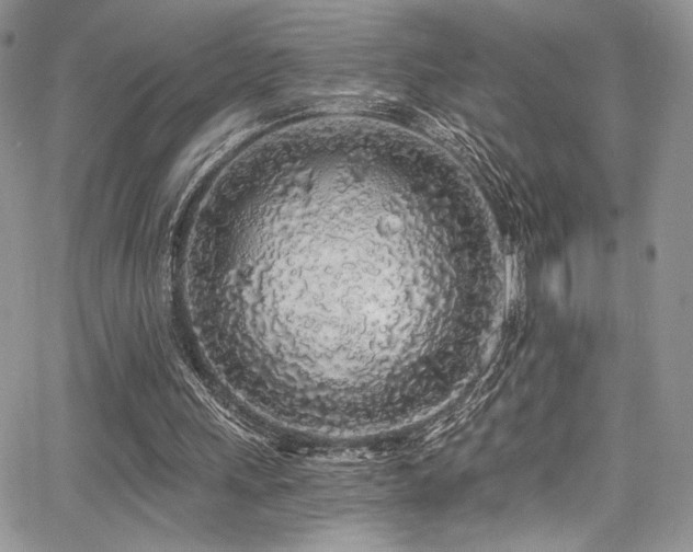 X0000068310243200604211211