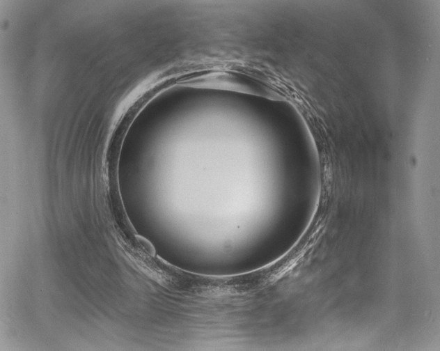 X0000068310246200604211211