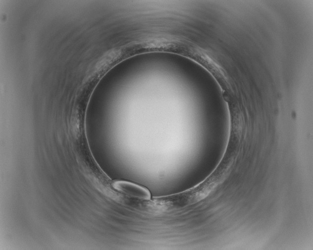 X0000068310261200604211211