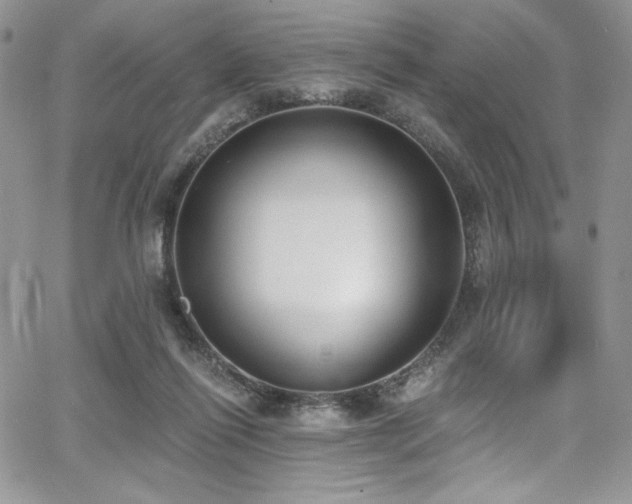 X0000068310262200604211211