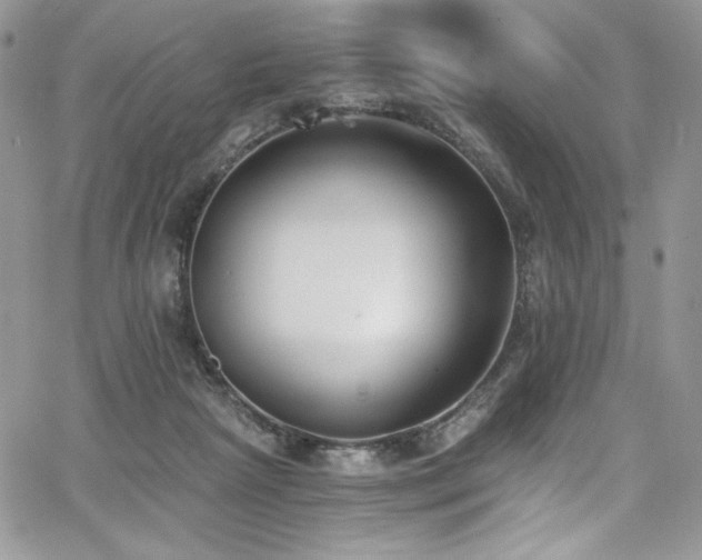 X0000068310265200604211211