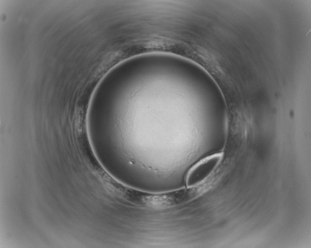 X0000068310273200604211212