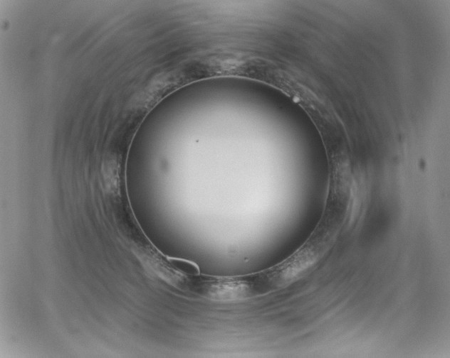 X0000068310274200604211212