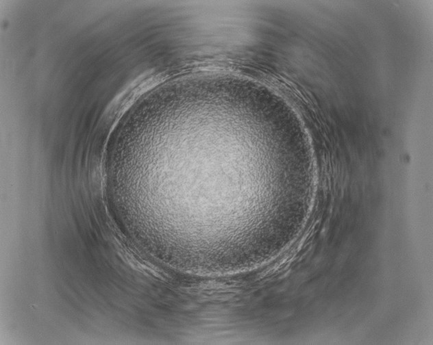 X0000068310290200604211211