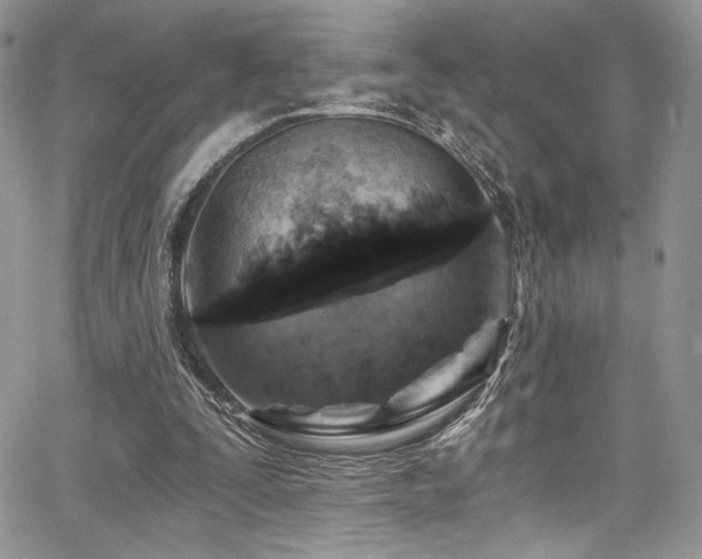 X0000068310295200604211211