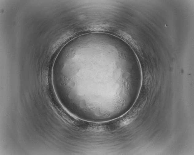 X0000068310299200604211211